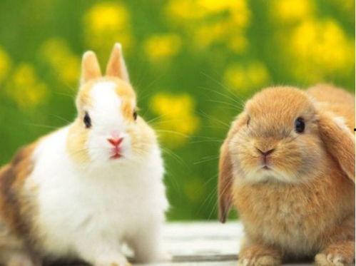 兔子狮子爆料视频大全下载,揭秘娱乐圈幕后真相 第3张 兔子狮子爆料视频大全下载,揭秘娱乐圈幕后真相 第3张