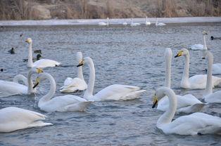 天鹅在线观看,云端共舞,探寻自然之美 第1张 天鹅在线观看,云端共舞,探寻自然之美 第1张
